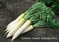 Daikon 